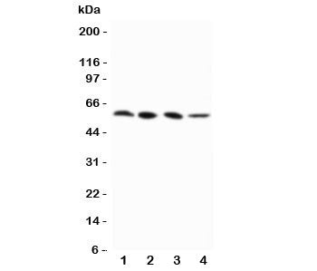 RIP3 Antibody