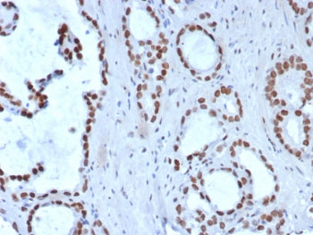 TLE1 Antibody