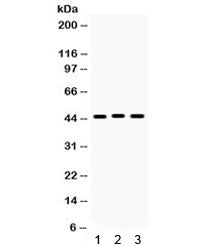 Connexin 45 Antibody / GJC1