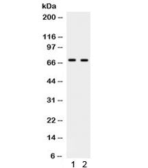 Western blot testing of human 1) HeLa and 2) PANC cell lysate with PLK1 antibody. Predicted/observed
