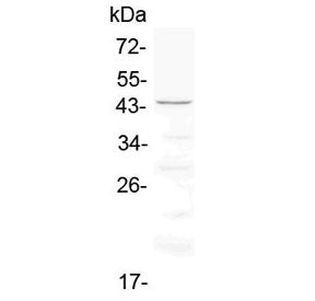 Western blot testing of rat heart lysate with Cd134 antibody at 0.5ug/ml. Expected molecular weight: