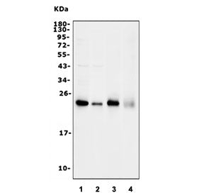 Western blot testing of 1) human HeLa, 2) human A549, 3) rat brain and 4) mouse brain lysate with Rh
