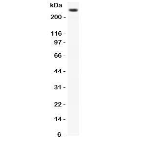CACNA1D Antibody / CaV1.3
