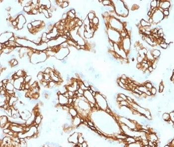 IHC staining of FFPE human placental tissue with FBN1 antibody (clone FBN1/2191). HIER: boil tissue 