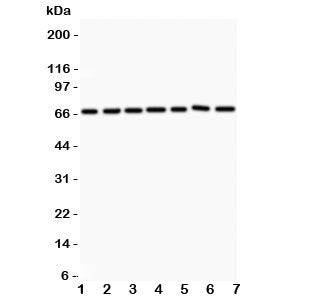 ANG1 Antibody Angiopoietin 1