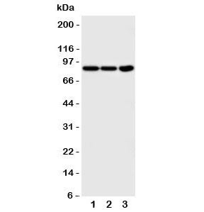 TrkA Antibody (NTRK1)