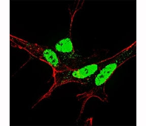 p-NANOG Antibody (pS71)