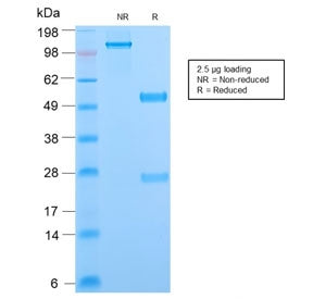 Phosphotyrosine Antibody / P-Tyr