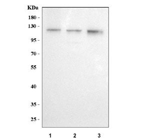 Western blot testing of human 1) A431, 2) A549 and 3) SiHa cell lysate with JADE2 antibody. Predicte