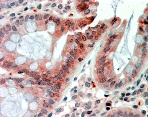 IHC testing of FFPE human colon with FIZZ1 antibody at 2.5ug/ml. HIER: steamed with pH6 citrate buff