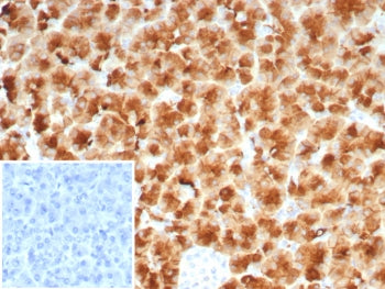Glycoprotein 2 Antibody / GP2 / ZAP75