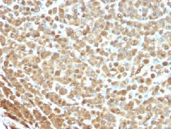 S100A1 Antibody