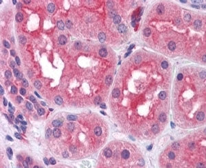 IHC testing of FFPE human kidney with Prolyl Endopeptidase antibody at 4ug/ml. HIER: steamed with pH