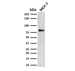Western blot testing of human MCF7 cell lysate with EZH2 antibody. Predicted molecular weight: 85-95