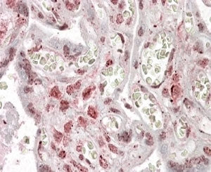IHC testing of FFPE human placenta with MLX antibody at 4ug/ml. HIER: steamed with pH6 citrate buffe