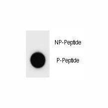 Dot blot analysis of phospho-p27Kip1 antibody. 50ng of phos-peptide or nonphos-peptide per dot were 