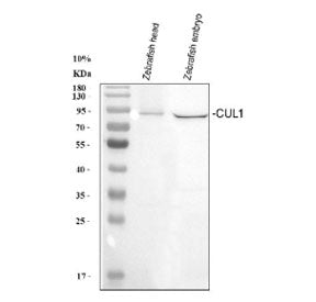 Western blot analysis of Zebrafish Cul1a/b protein using Zebrafish Cul1 antibody with 1) zebrafish h