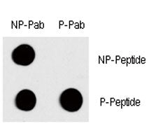 Dot blot analysis of phospho-c-Fos antibody. 50ng of phos-peptide or nonphos-peptide per dot were sp