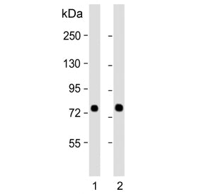 Western blot testing of human 1) HeLa and 2) K562 cell lysate with SRP72 antibody. Predicted molecul