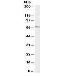 Western blot testing of Jurkat cell lysate with SHP-1 antibody at 0.2ug/ml. Predicted molecular weig