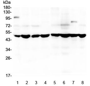 Western blot testing of human 1) placenta, 2) MDA-MB-231, 3) U-2 OS, 4) HL-60, 5) A549, 6) PC-3, 7) 