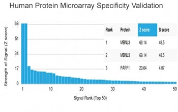 Analysis of HuProt(TM) microarray containing more than 19,000 full-length human proteins using MBNL3