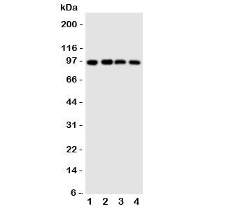 SIDT1 Antibody