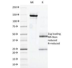 CD32 Antibody / FCGR2A