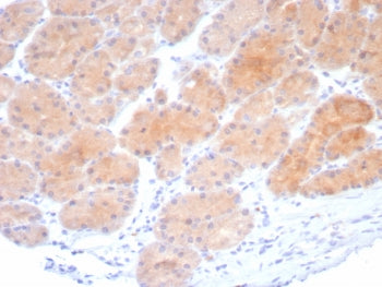 IHC staining of FFPE human stomach tissue with Beta-Parvin antibody (clone PARVB/8214R). HIER: boil 