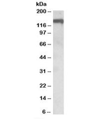 Western blot testing of human amygdala lysate with OMG antibody at 0.1ug/ml. Predicted molecular wei