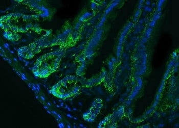 Immunofluorescent staining of FFPE mouse colon tissue with Epcam antibody (green) and DAPI nuclear s