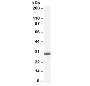 Western blot testing of human breast lysate with BAP31 antibody at 0.1ug/ml. Predicted molecular wei