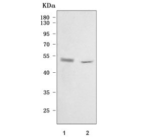 Cd48 Antibody