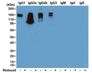 Western blot of nonreduced(-) and reduced(+) mouse immunoglobulins (20ng/lane), using 0.2ug/ml of re