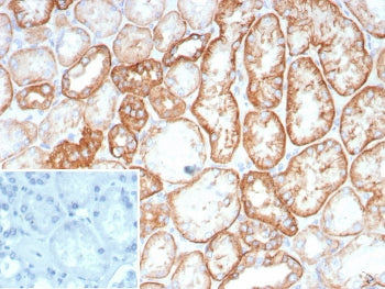 Cadherin 16 Antibody