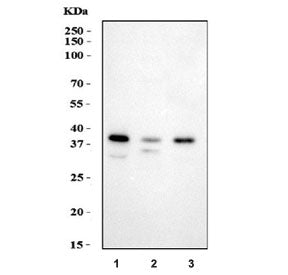 Western blot testing of 1) human T-47D, 2) human 293T and 3) rat C6 cell lysate with HSD17B1 antibod