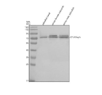 Western blot analysis of OTUD5a/b protein using Zebrafish OTUD5a/b antibody and 1) zebrafish head, 2