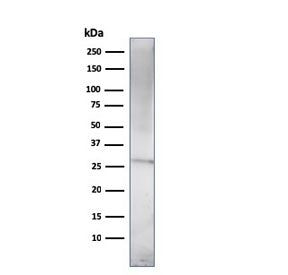 Western blot testing of human U937 cell lysate with Prolactin antibody (clone (PRL/2910). Predicted 
