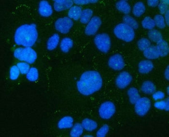 Immunofluorescent staining of FFPE human A431 cells with PARD6B antibody (green) and DAPI nuclear st
