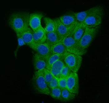 Immunofluorescent staining of FFPE human A431 cells with TUBGCP2 antibody (green) and DAPI nuclear s