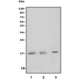 Western blot testing of human 1) Jurkat, 2) Raji and 3) HL60 cell lysate with MAL antibody. Predicte