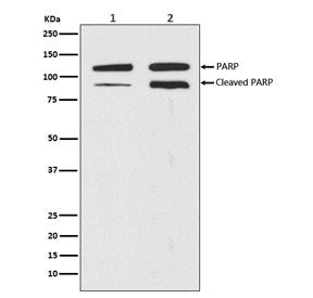 Western blot testing of 1) human HeLa cell lysate and 2) lysate from staurosporine-treated human HeL