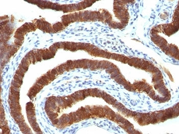 KRT19 Antibody / Cytokeratin 19