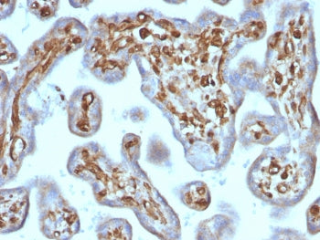 IHC testing of FFPE human placenta tissue with recombinant Moesin antibody (clone rMSN/492). Require