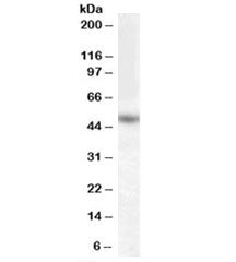 Western blot testing of human hippocampus lysate with EGR4 antibody at 0.3ug/ml. Predicted molecular