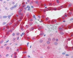IHC testing of FFPE human kidney with RICTOR antibody at 2.5ug/ml. HIER: steamed with pH6 citrate bu