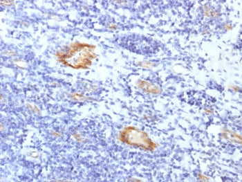 IHC testing of FFPE human tonsil with recombinant vWF antibody (clone VWF/1859R). Required HIER: boi