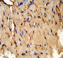 IHC testing of FFPE mouse heart tissue with PEA15 antibody. HIER: steam section in pH6 citrate buffe