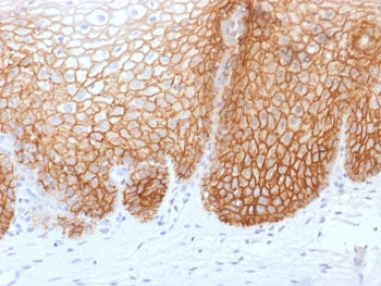 CD44v9 Antibody