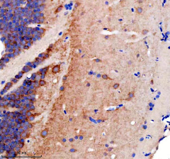 Immunohistochemical analysis of GPHNa/b protein using Zebrafish Gephyrin antibody and paraffin-embed